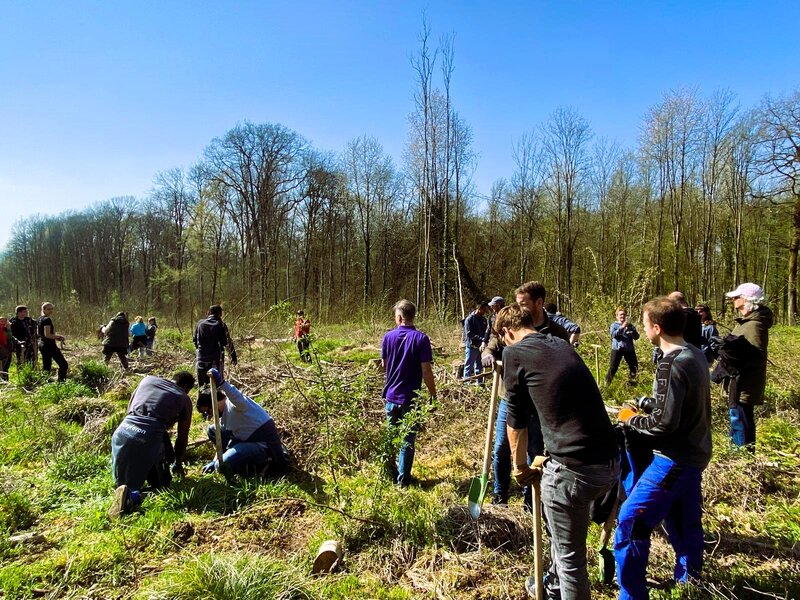 Baumpflanzaktion von Aktion Baum für neue Mischwälder in Deutschland